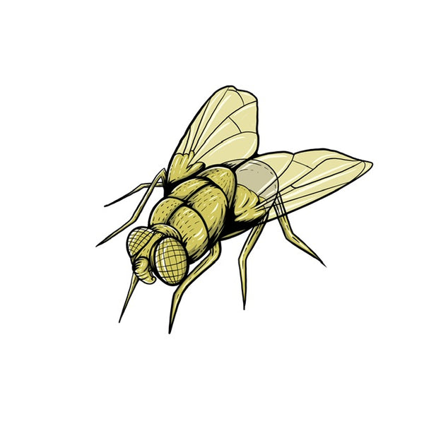 Fly Carry Ons
